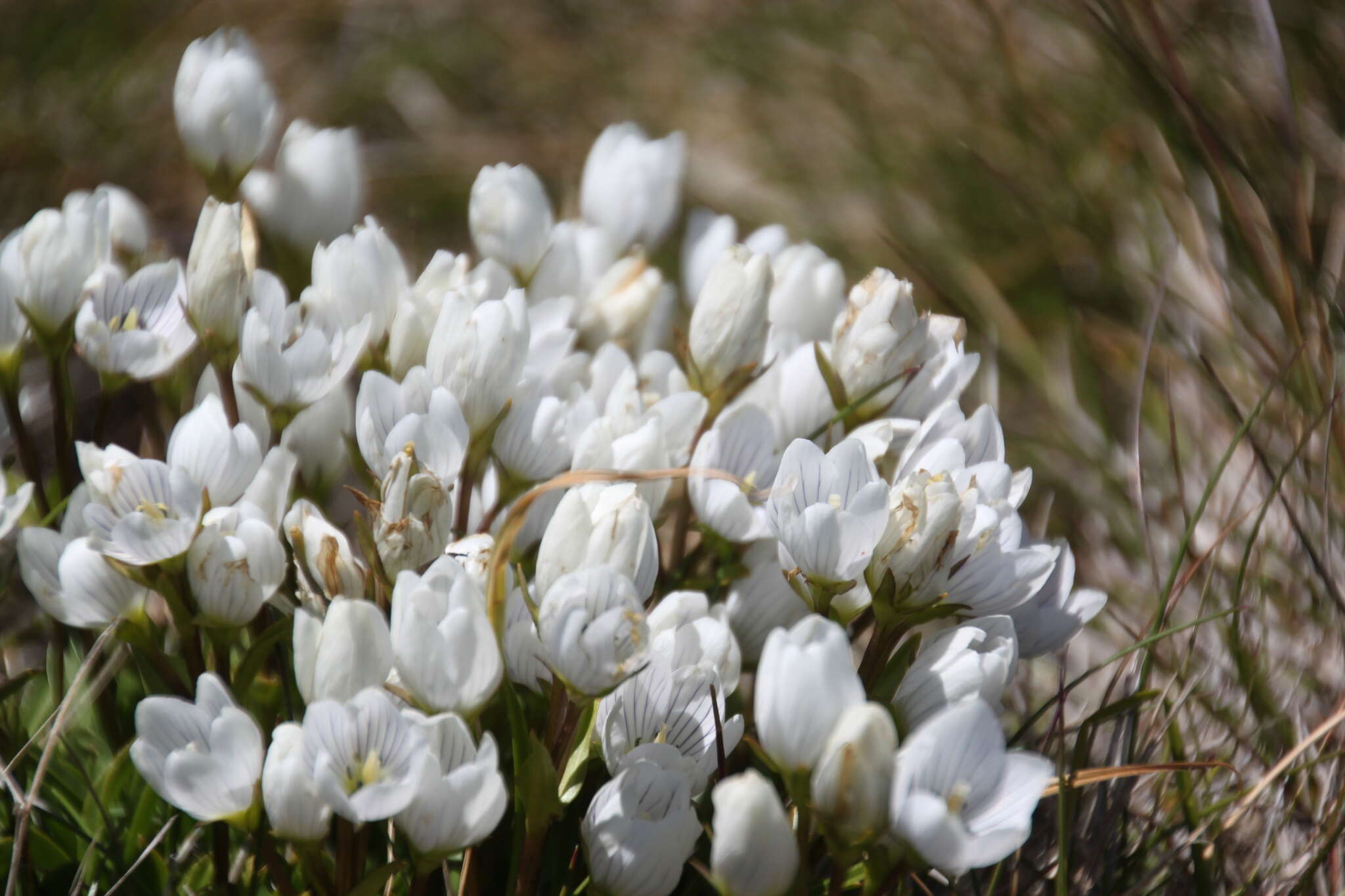 Image de Gentianella muelleriana subsp. alpestris (L. G. Adams) Glenny