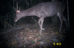 Image of Sambar