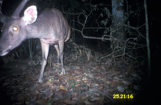 Image of Sambar