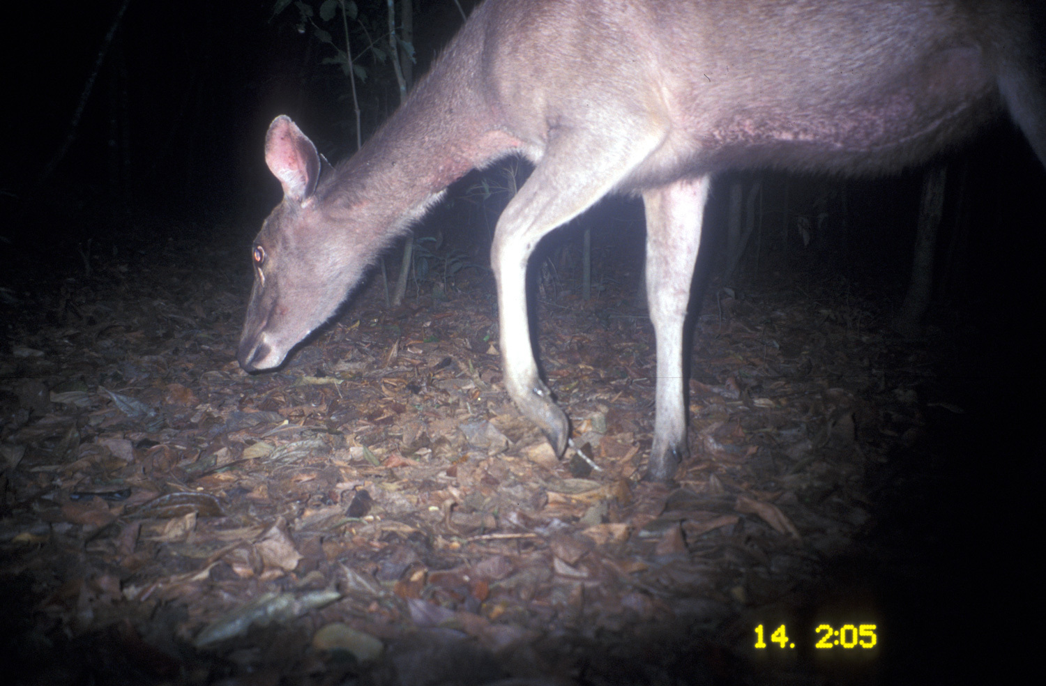 Image of Sambar