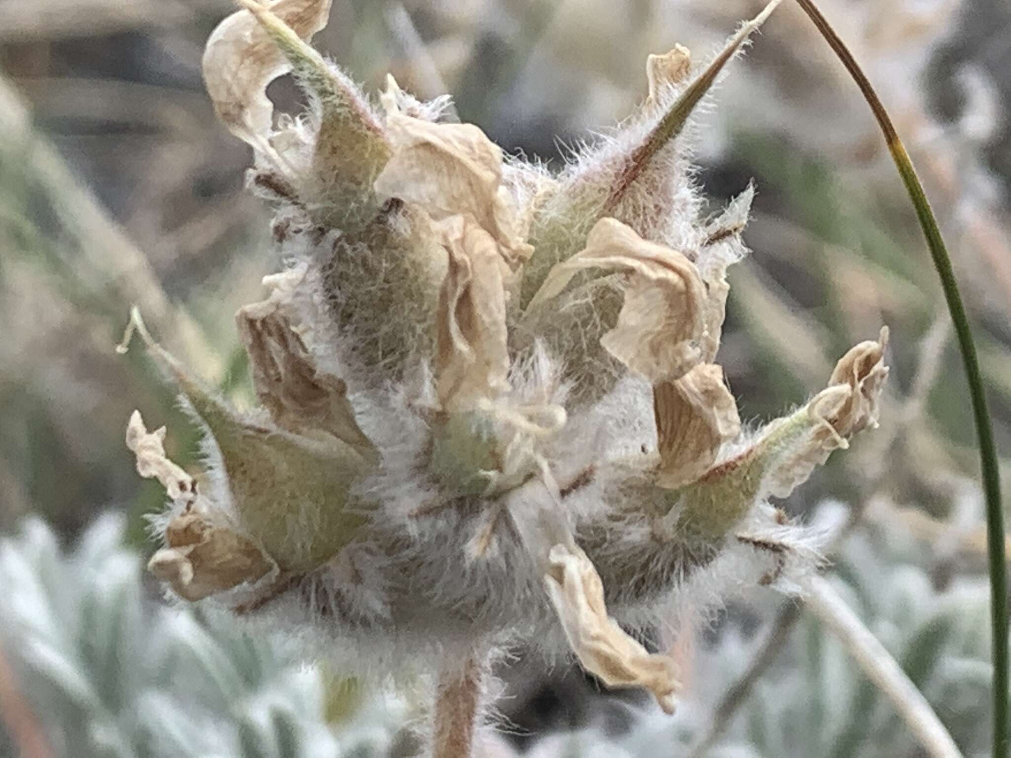 Image of haresfoot locoweed