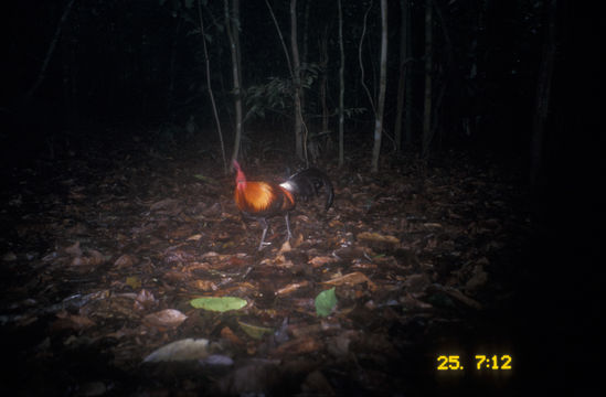 Image of Red Junglefowl