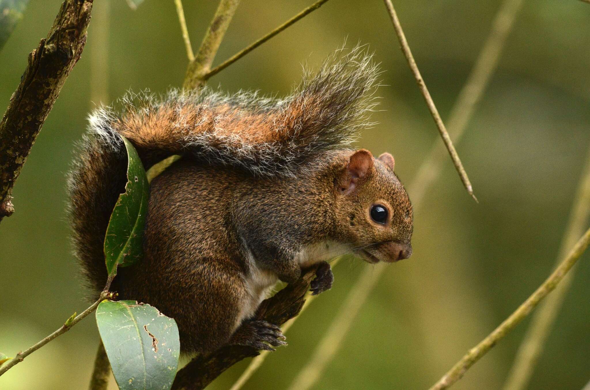 Image of Deppe's Squirrel