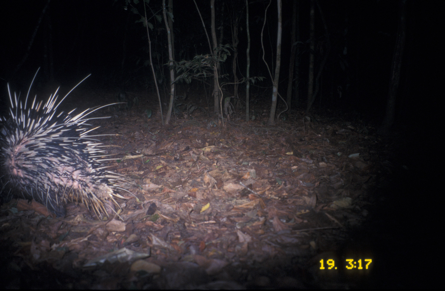 Hystrix brachyura Linnaeus 1758 resmi