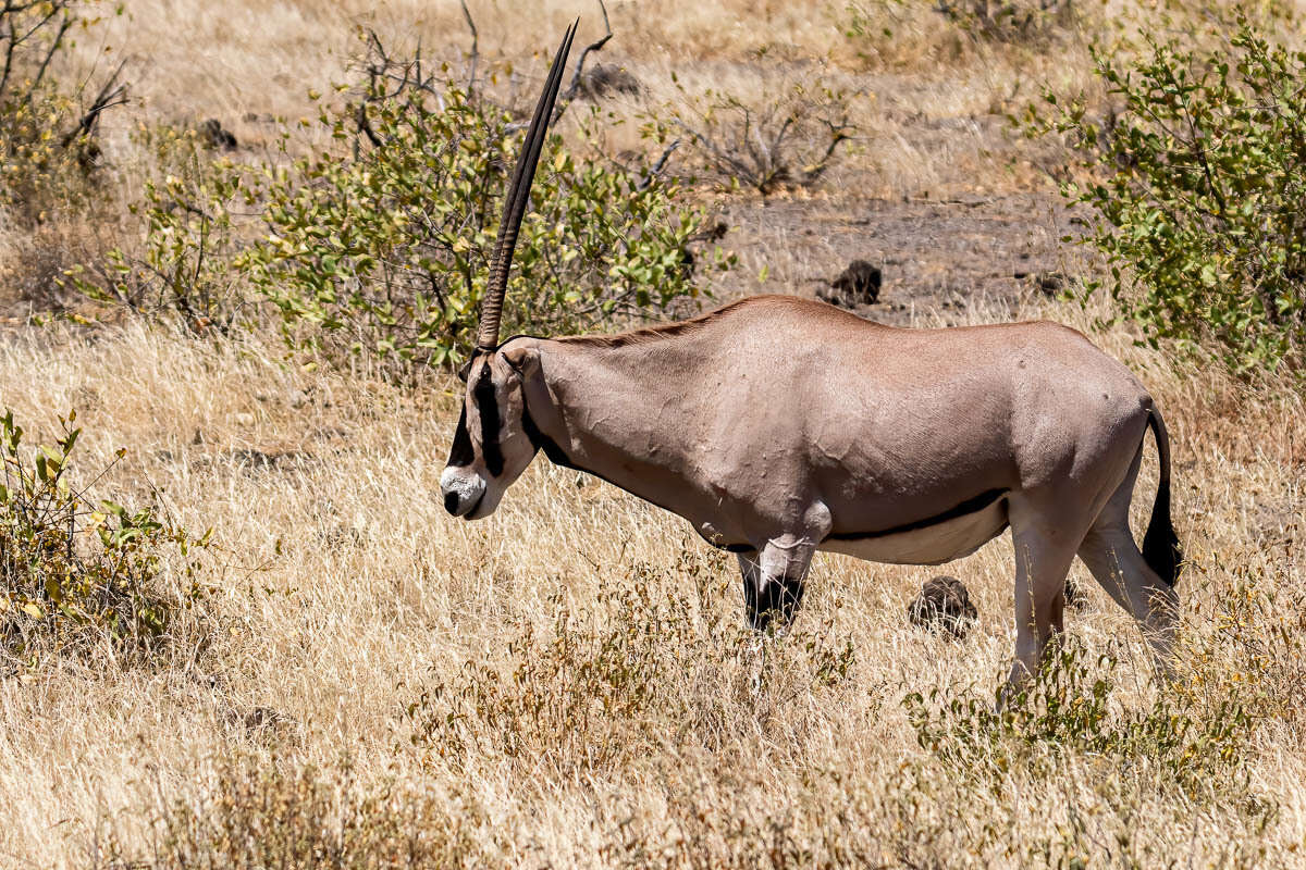 Image of Common Beisa Oryx