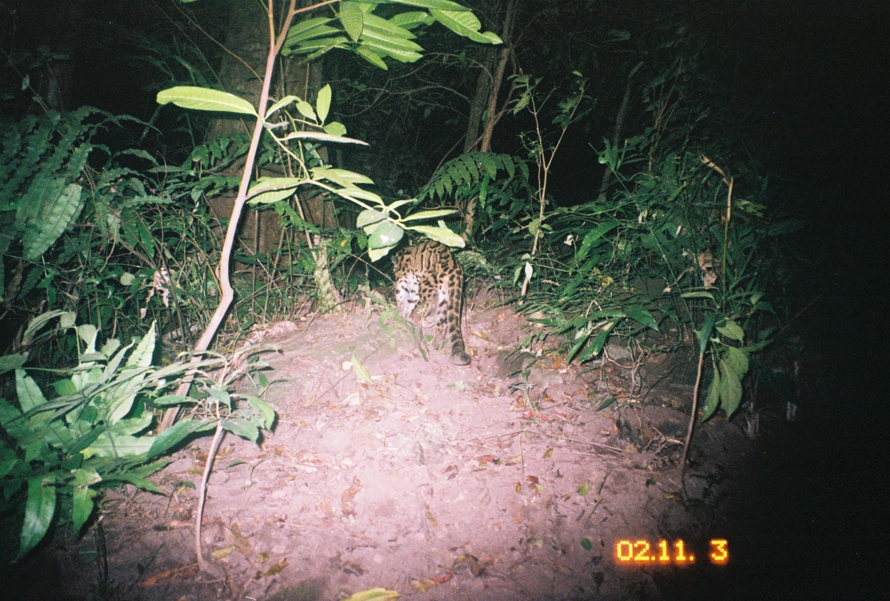 Image of Clouded Leopard