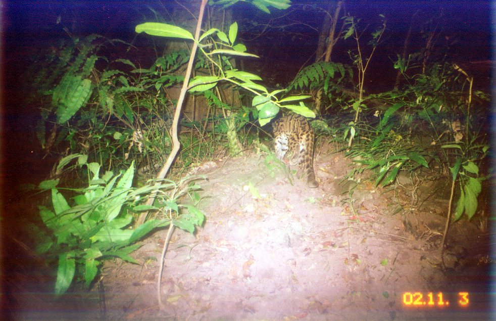 Image of Clouded Leopard