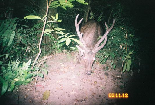 Image of Sambar