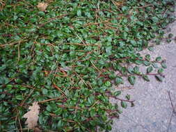 Image of coral beauty cotoneaster