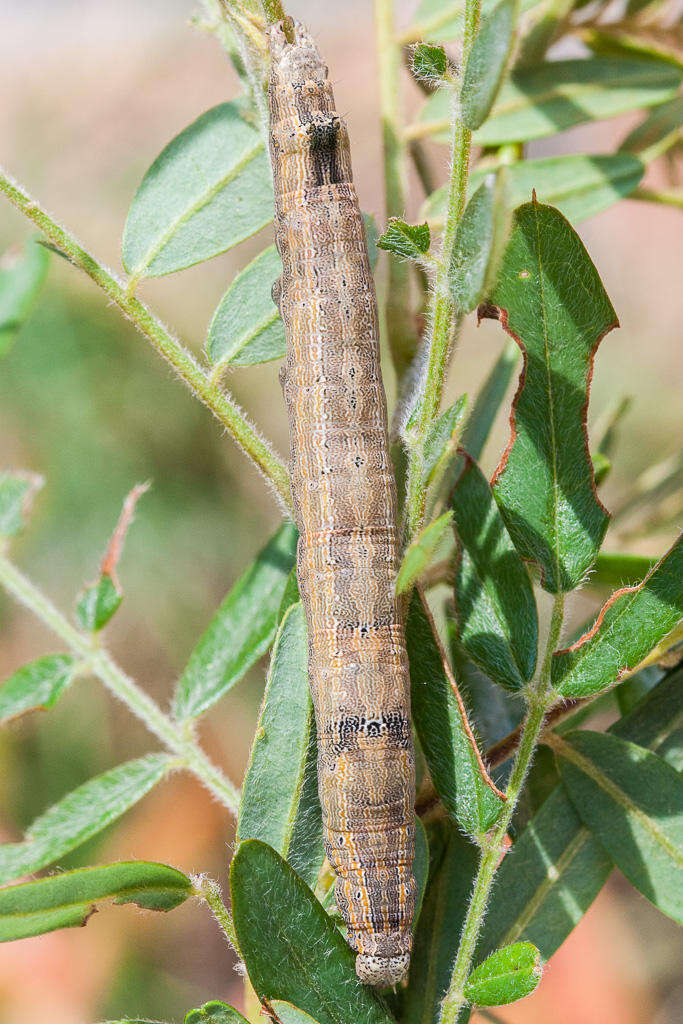 Image of Achaea indeterminata (Walker 1865)