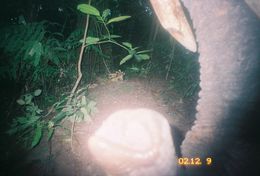 Image of Asian elephant