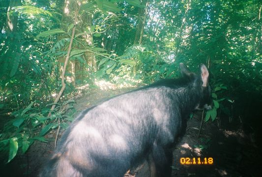 Image of Chinese Serow