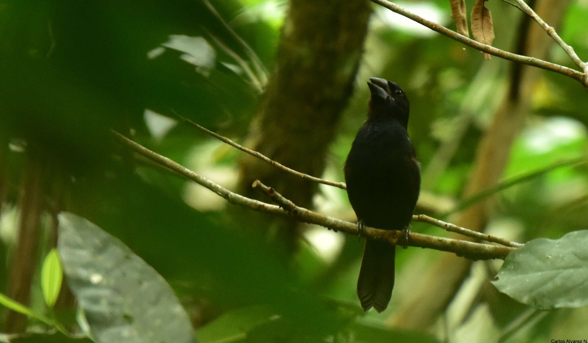 Image of Blue-black Grosbeak