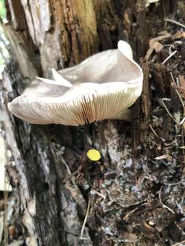 Pluteus atromarginatus (Konrad) Kühner 1935 resmi