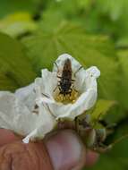 Image of Sphecomyia pattonii Williston 1882