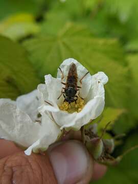 صورة Sphecomyia pattonii Williston 1882