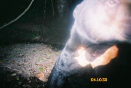 Image of Sun Bear