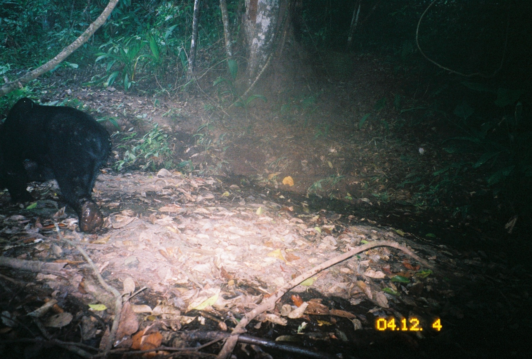 Image of Sun Bear