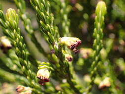 Plancia ëd Erica reunionensis E. G. H. Oliver