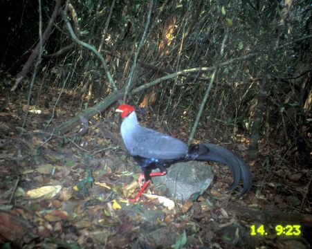 Image of Siamese Fireback