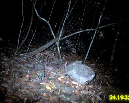 Image of Malayan Porcupine