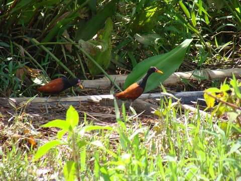 Image of Wattled Jacana