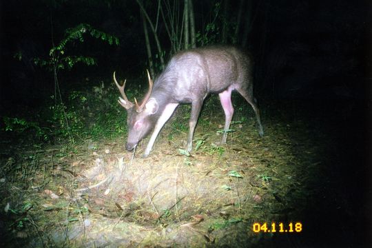 Image of Sambar