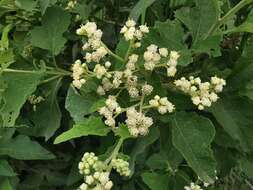 Image of Parthenium fruticosum Less.