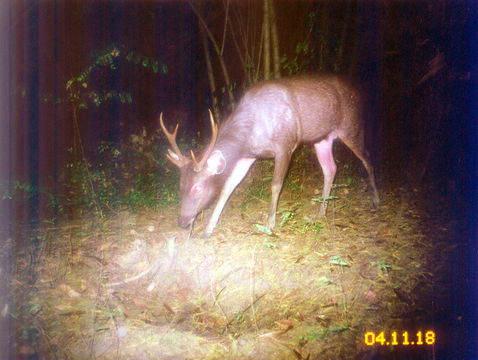 Image of Sambar