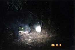 Image of Sun Bear