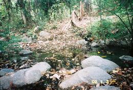 Image of Red Junglefowl