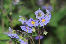 Image of Solanum montanum L.