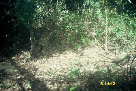 Image of Common Emerald Dove