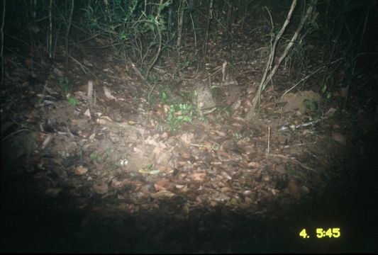 Image of Pangolin sp.