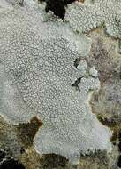 Image of crater lichen