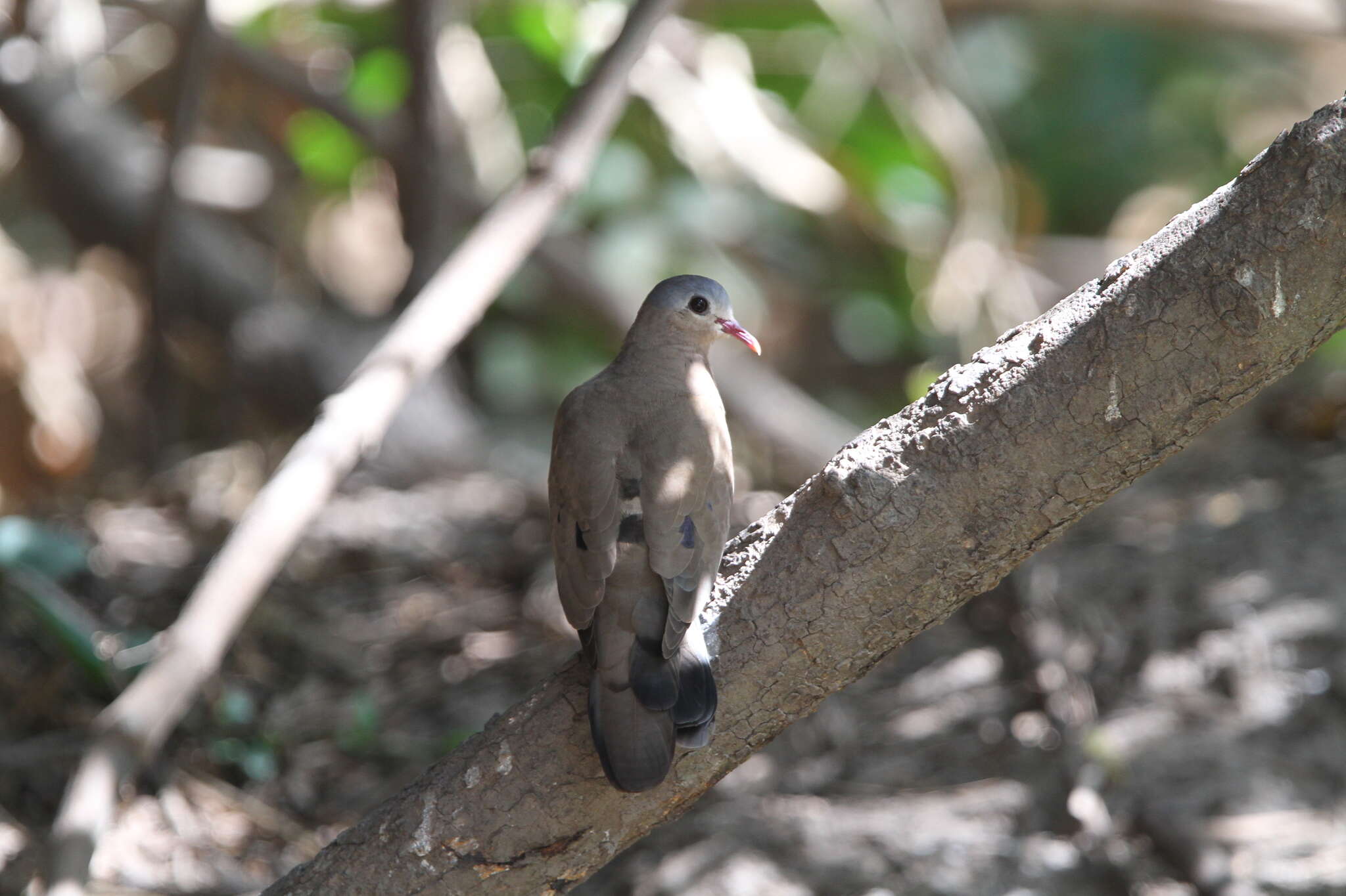 Image of Blue-spotted Dove