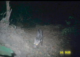 Image of large Indian civet