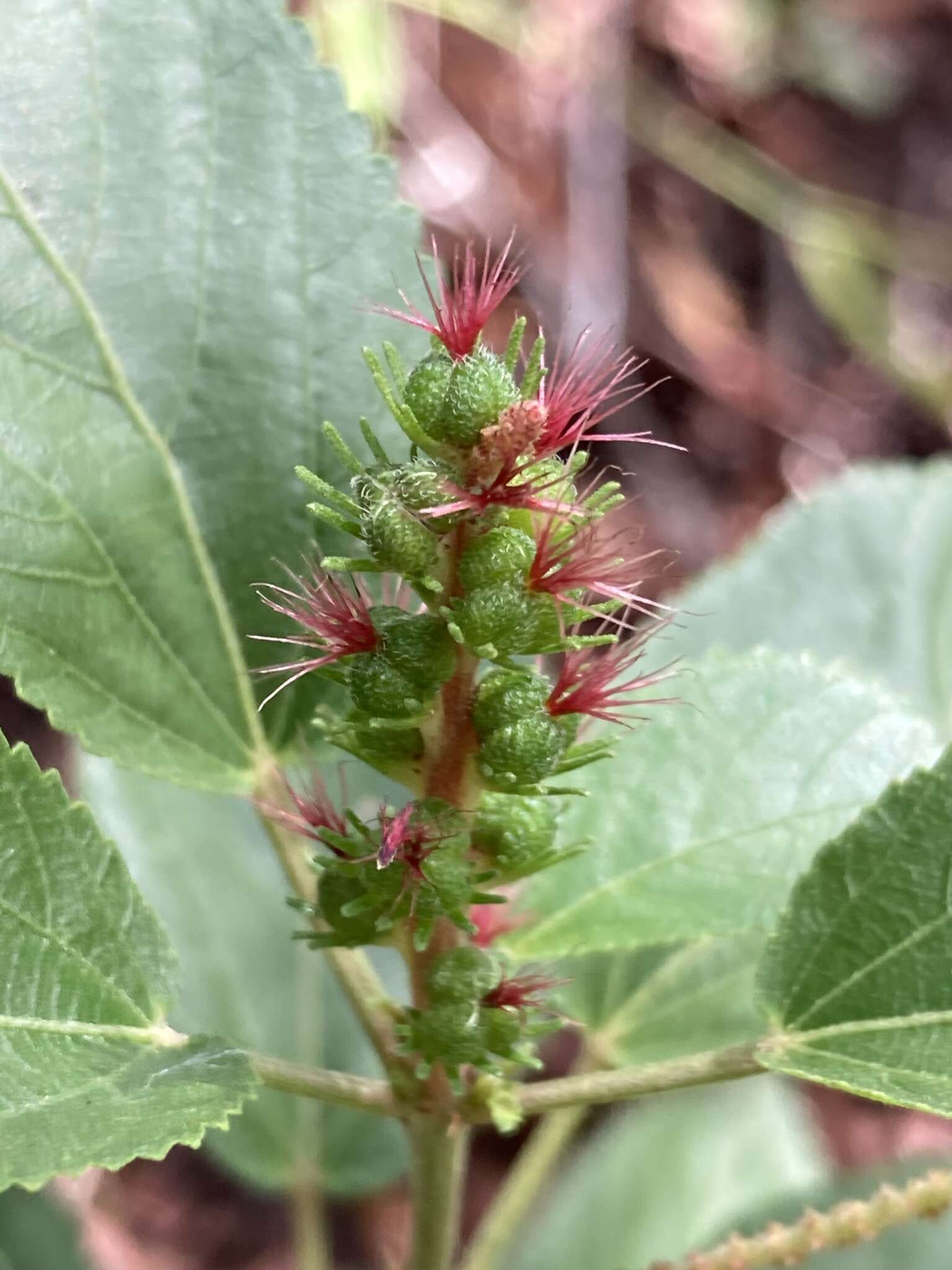 Image of Acalypha communis Müll. Arg.