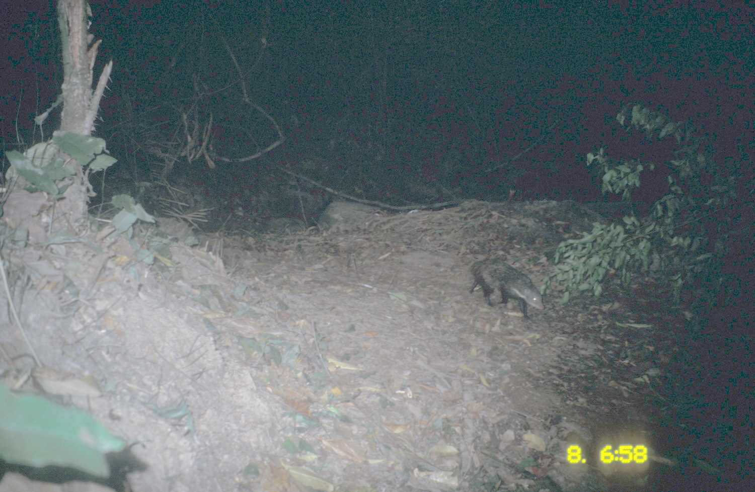 Image of Crab-Eating Mongoose