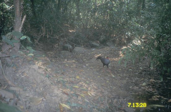 Image of Siamese Fireback