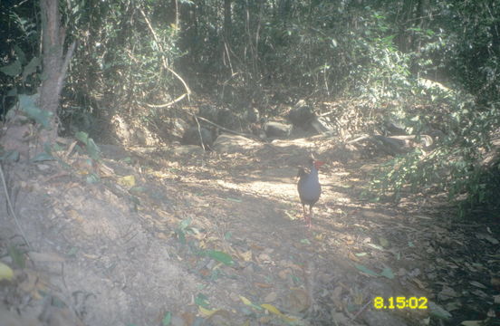 Image of Siamese Fireback