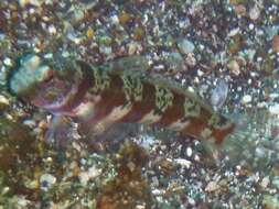 Image of Broad-banded shrimpgoby