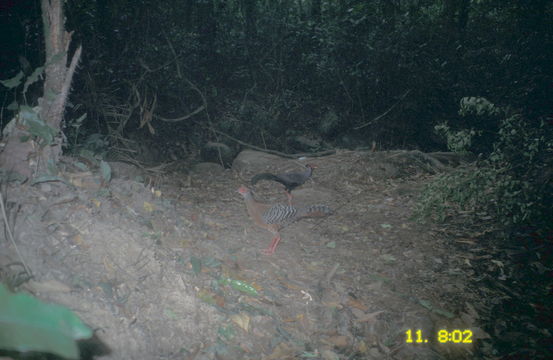 Image of Siamese Fireback