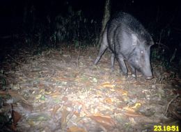 Image of Wild Boar