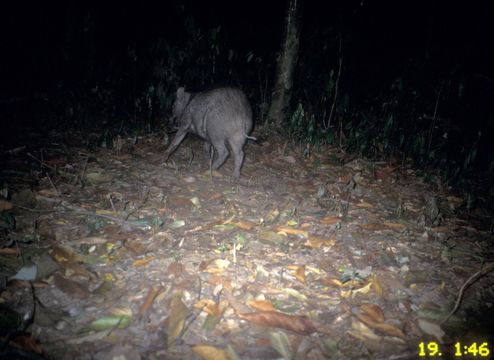 Image of Wild Boar