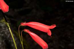 Image de Penstemon plagapineus Straw