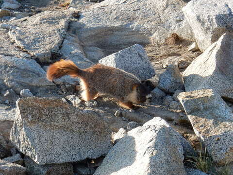 Imagem de Marmota subgen. Petromarmota Steppan et al. 1999