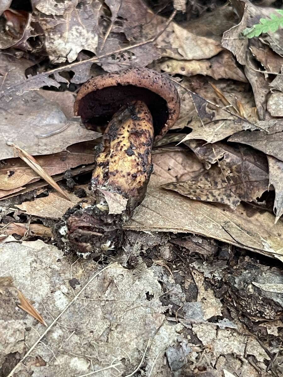 Boletus vermiculosoides A. H. Sm. & Thiers 1971的圖片