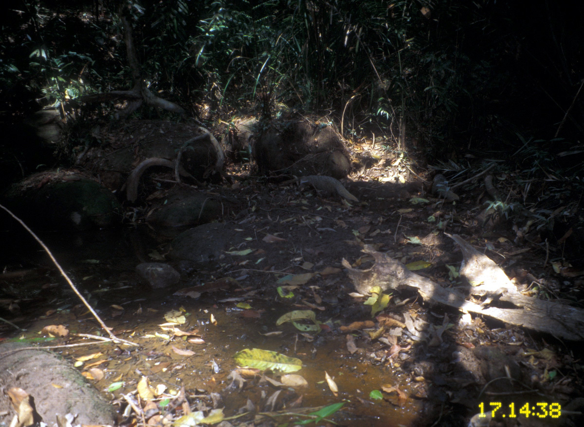 Image of Crab-Eating Mongoose