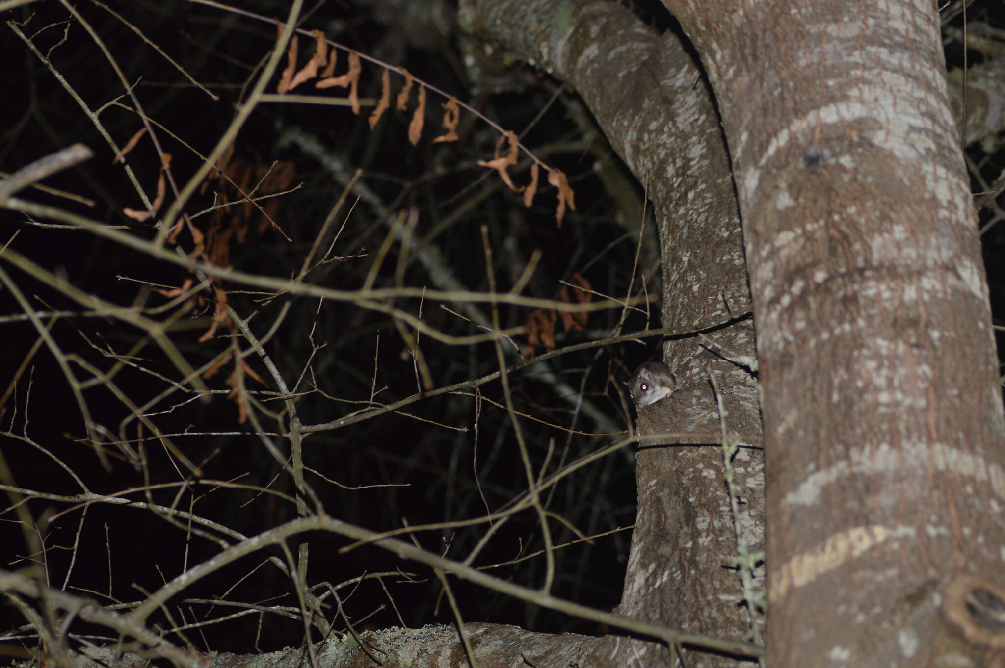 Image of Eastern Flying Squirrel